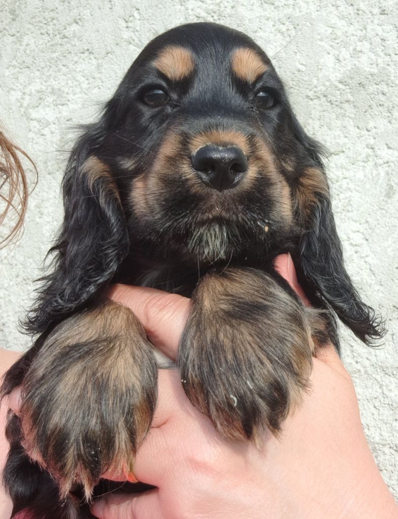 of Mayajoe's Dreams - Chiots disponibles - Cocker Spaniel Anglais