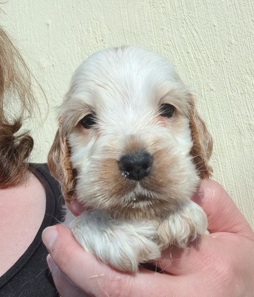 of Mayajoe's Dreams - Chiots disponibles - Cocker Spaniel Anglais