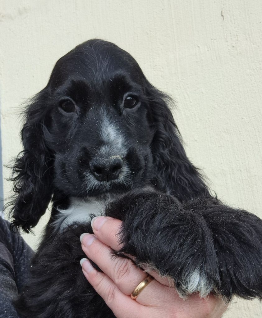 of Mayajoe's Dreams - Chiots disponibles - Cocker Spaniel Anglais