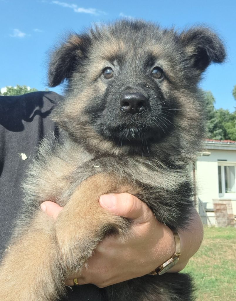 of Mayajoe's Dreams - Chiots disponibles - Berger Allemand Poil Long