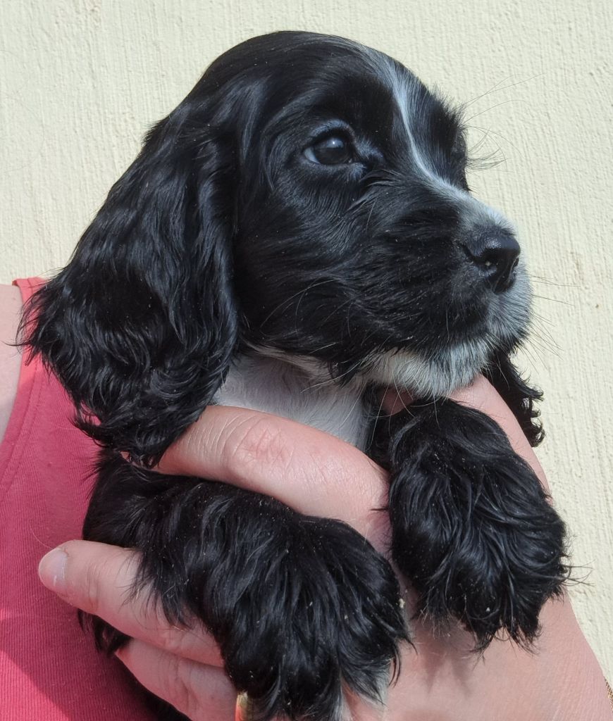 of Mayajoe's Dreams - Chiots disponibles - Cocker Spaniel Anglais