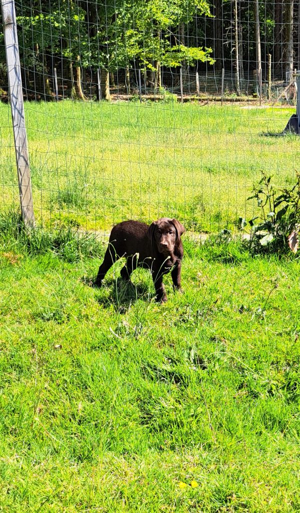 of Mayajoe's Dreams - Chiots disponibles - Labrador Retriever