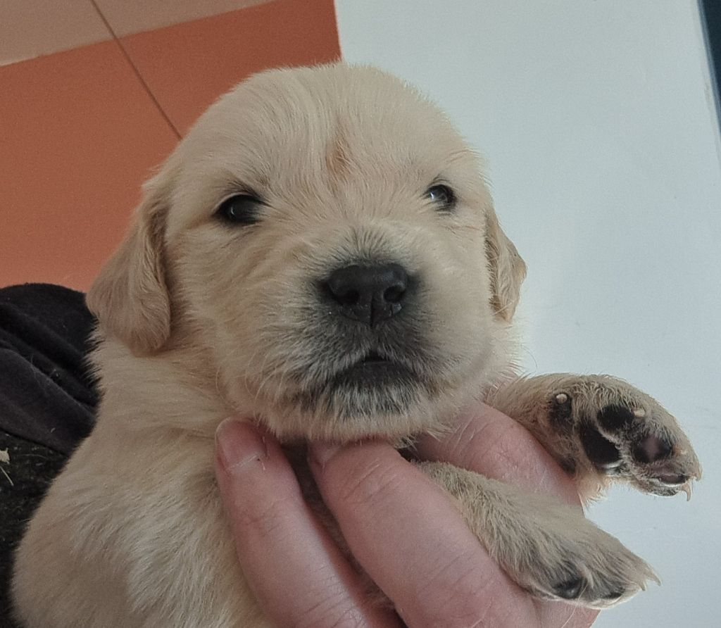 of Mayajoe's Dreams - Chiots disponibles - Golden Retriever