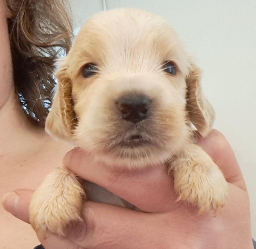 of Mayajoe's Dreams - Chiots disponibles - Cocker Spaniel Anglais