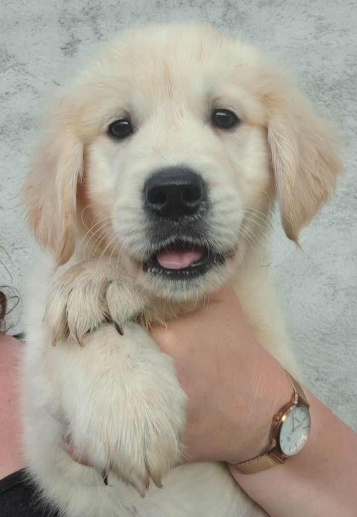 of Mayajoe's Dreams - Chiots disponibles - Golden Retriever