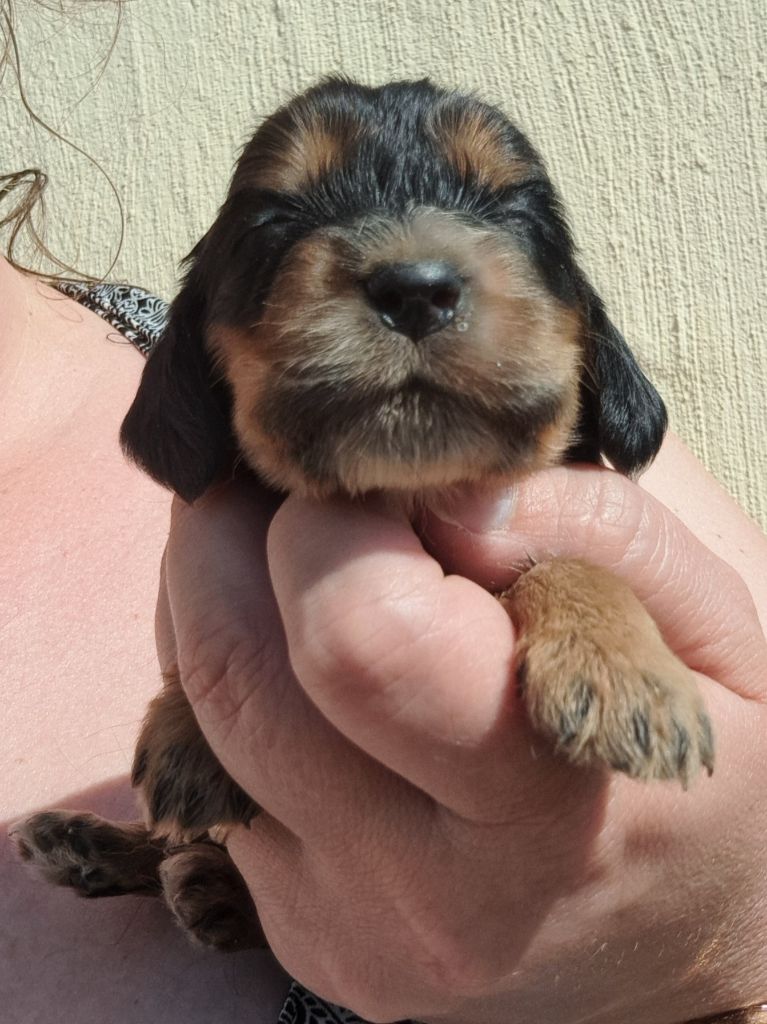 of Mayajoe's Dreams - Chiots disponibles - Cocker Spaniel Anglais