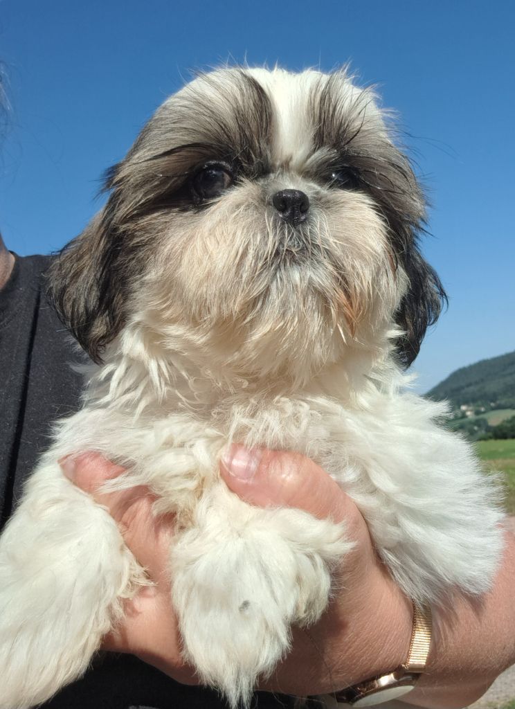 of Mayajoe's Dreams - Chiots disponibles - Shih Tzu