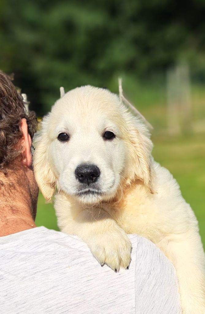 of Mayajoe's Dreams - Chiots disponibles - Golden Retriever