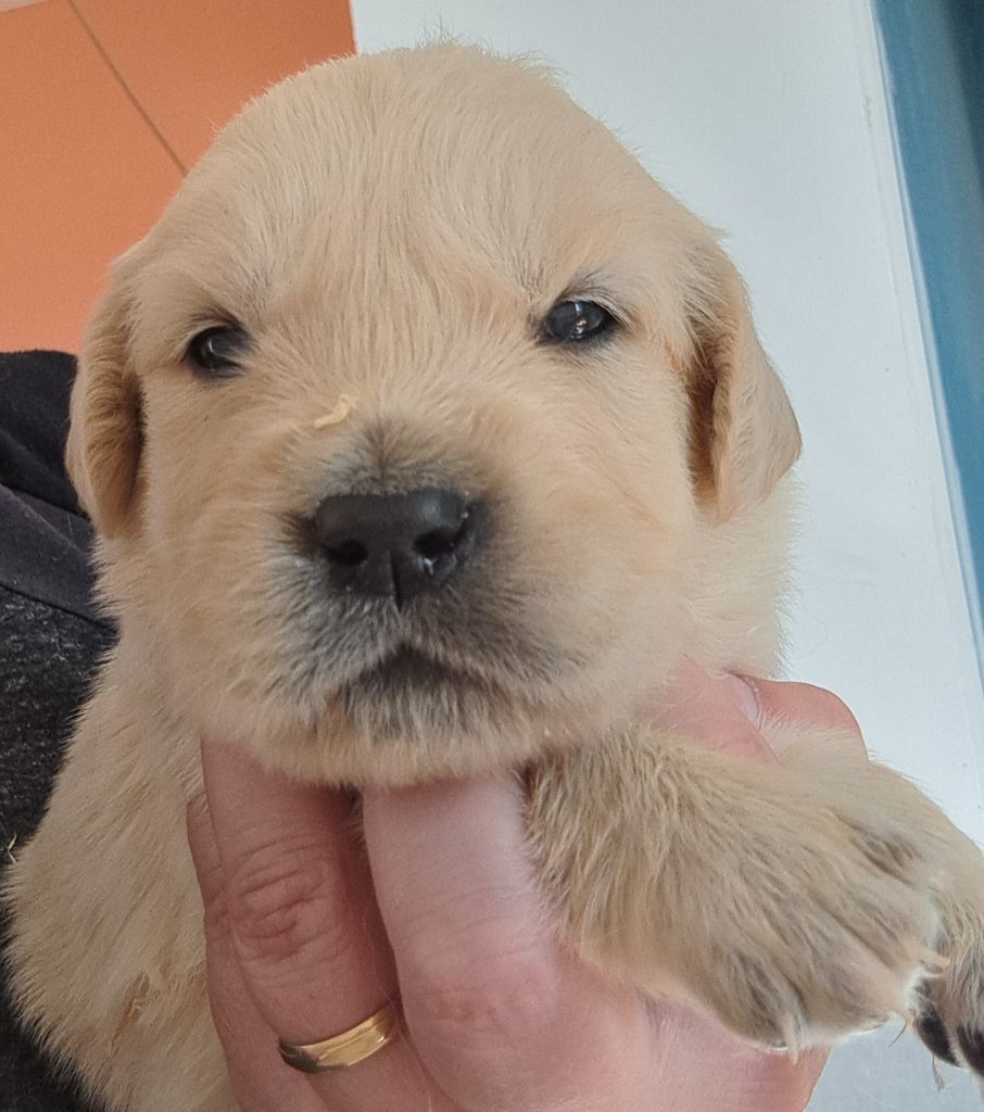 of Mayajoe's Dreams - Chiots disponibles - Golden Retriever