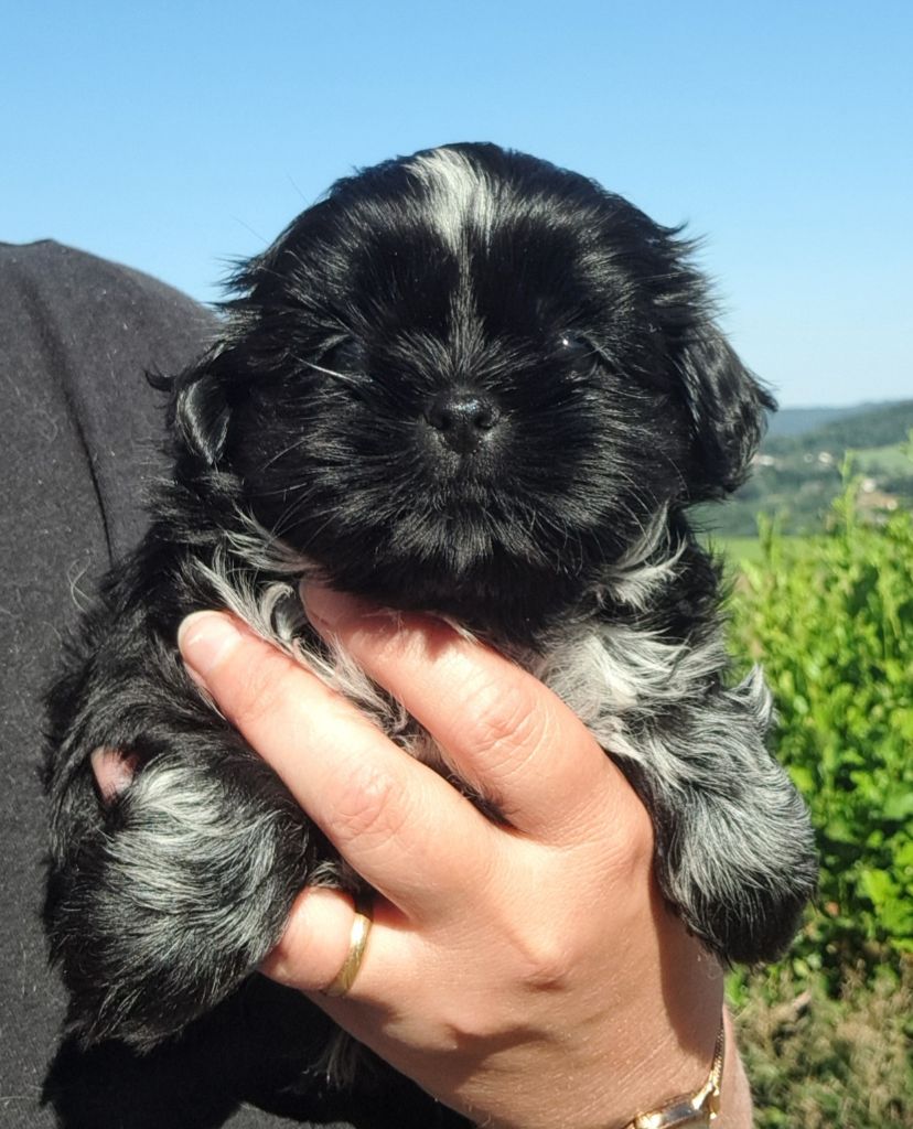 of Mayajoe's Dreams - Chiots disponibles - Shih Tzu