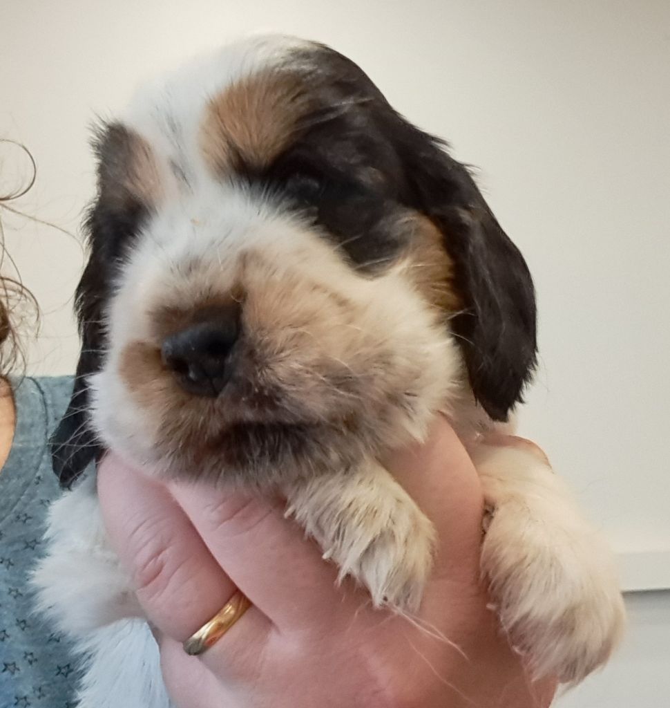 of Mayajoe's Dreams - Chiots disponibles - Cocker Spaniel Anglais