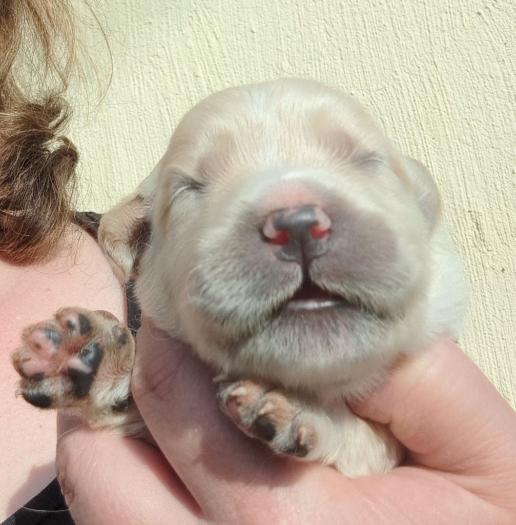of Mayajoe's Dreams - Chiots disponibles - Golden Retriever