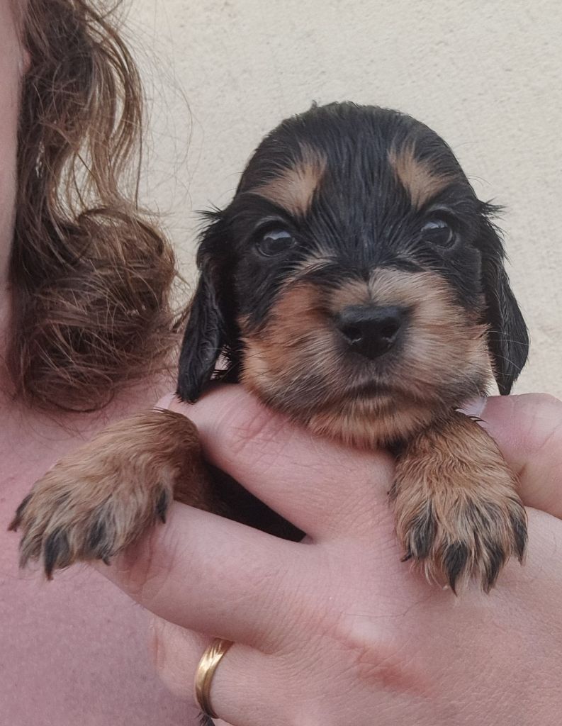 of Mayajoe's Dreams - Chiots disponibles - Cocker Spaniel Anglais