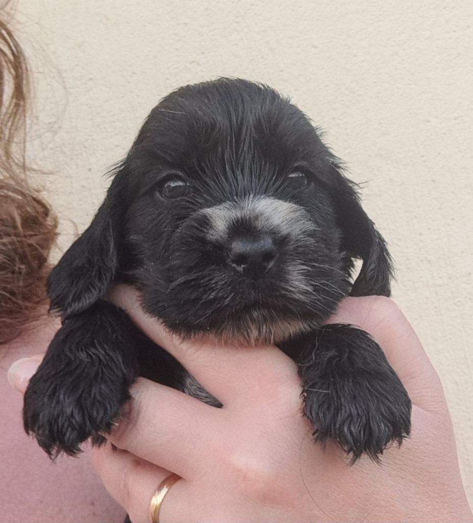 of Mayajoe's Dreams - Chiots disponibles - Cocker Spaniel Anglais