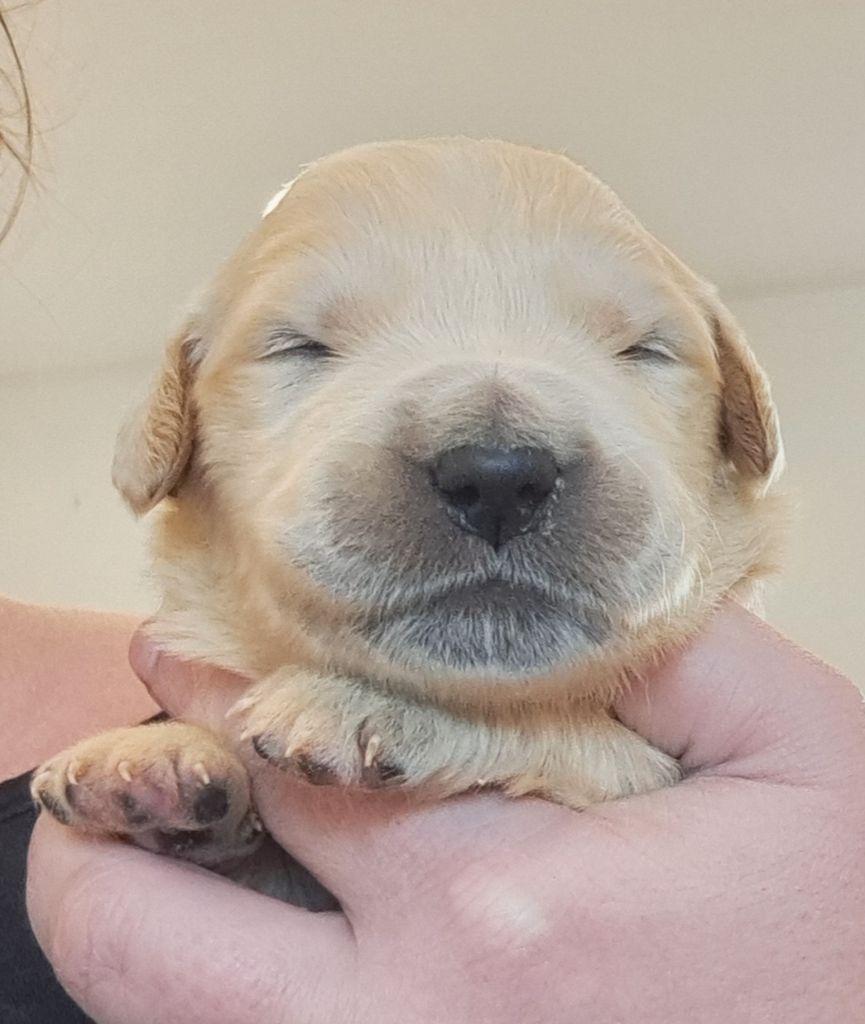 of Mayajoe's Dreams - Chiots disponibles - Golden Retriever