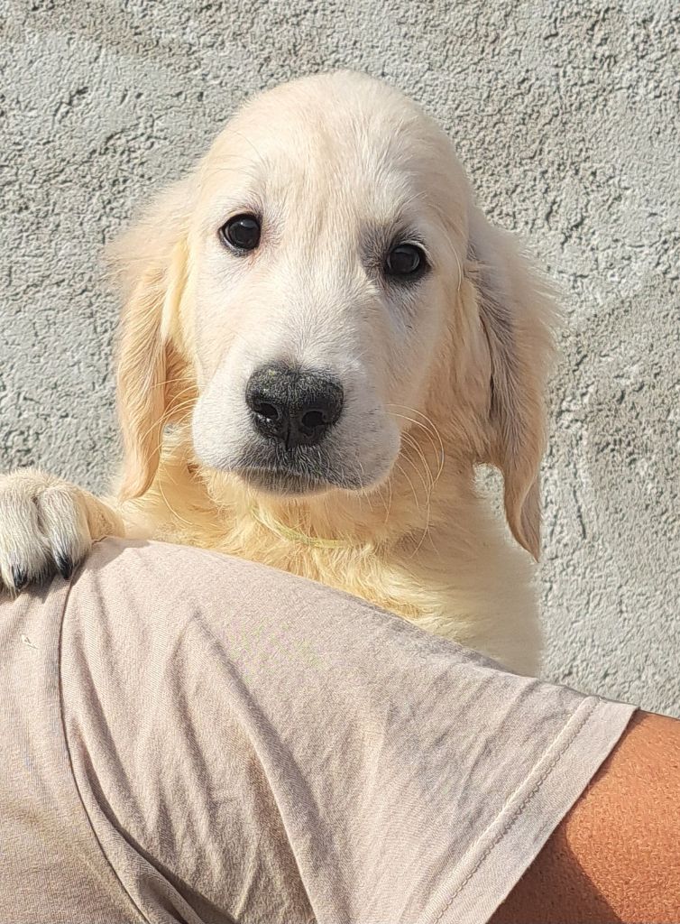 of Mayajoe's Dreams - Chiots disponibles - Golden Retriever