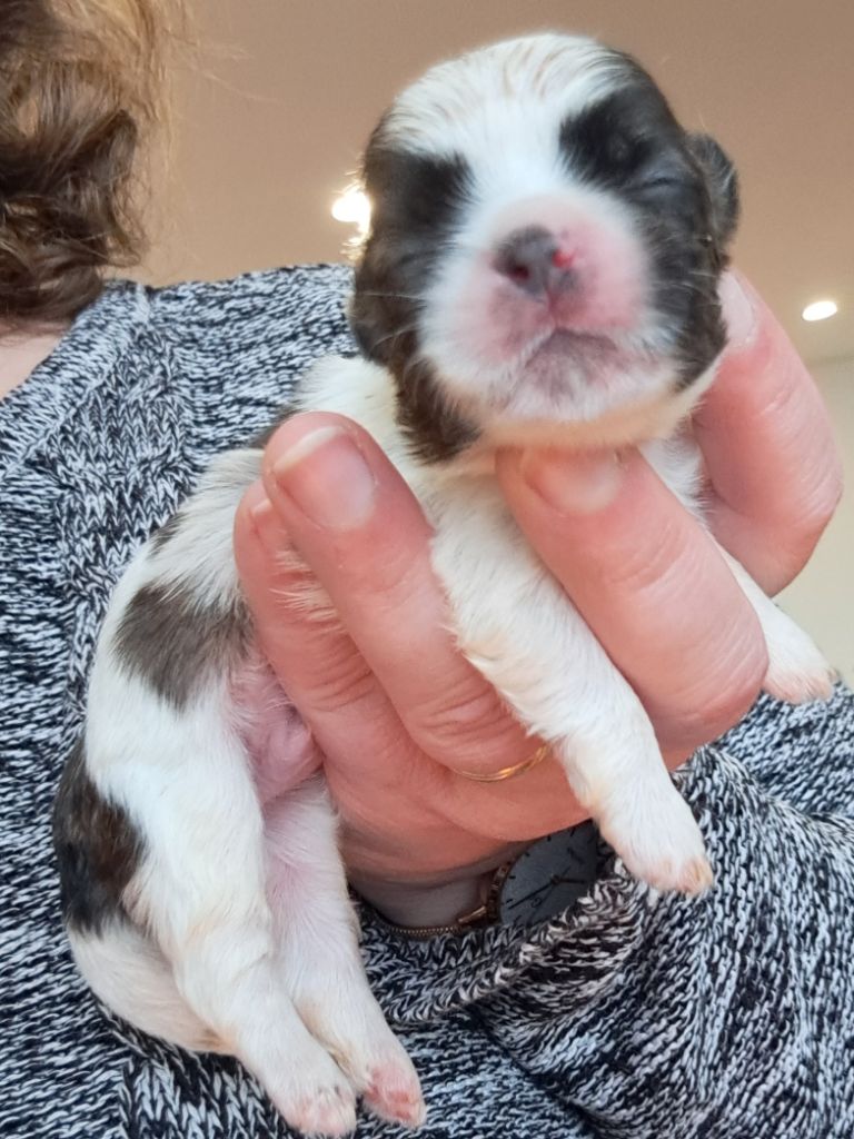 of Mayajoe's Dreams - Chiots disponibles - Shih Tzu