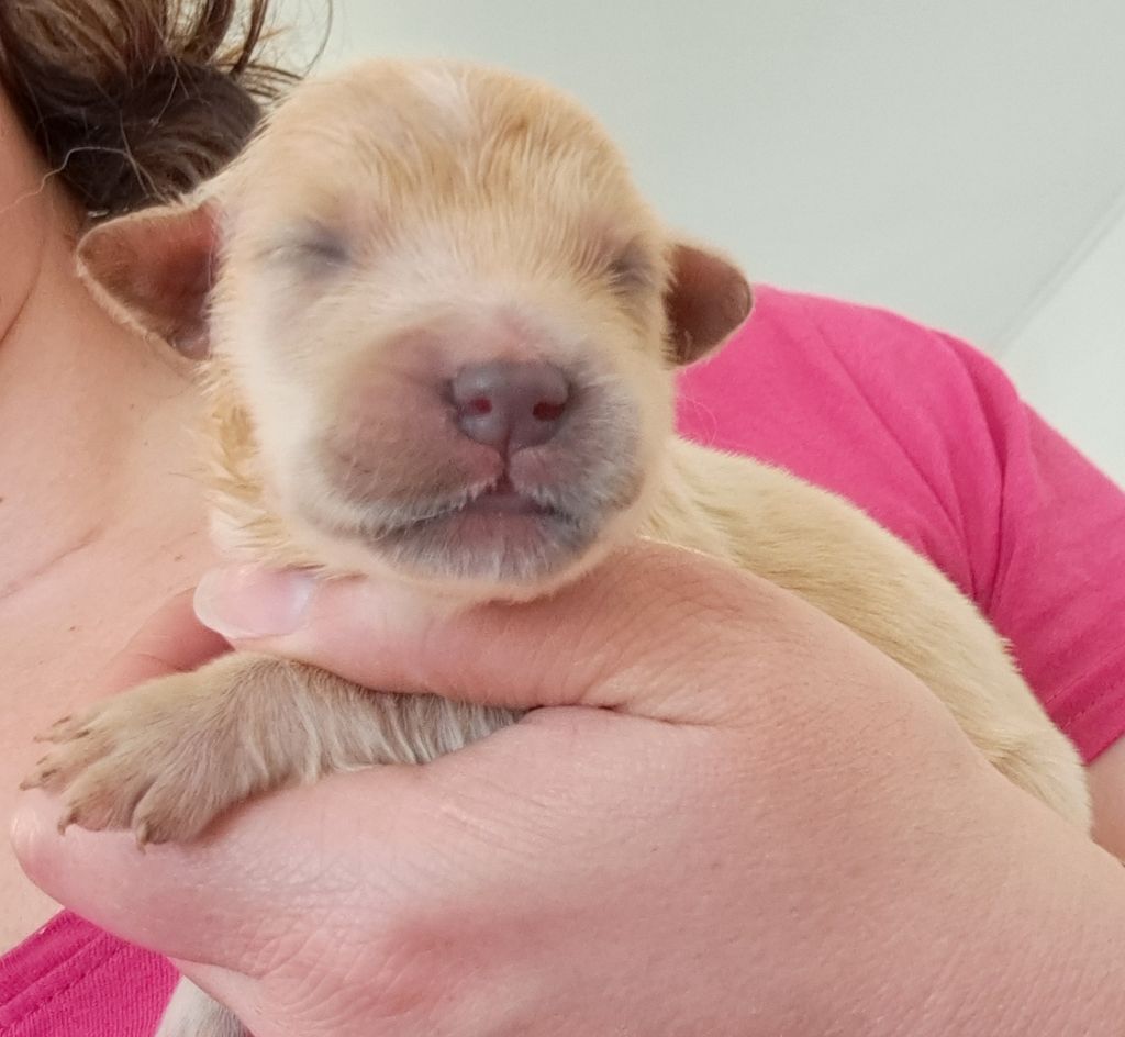 of Mayajoe's Dreams - Chiots disponibles - Golden Retriever