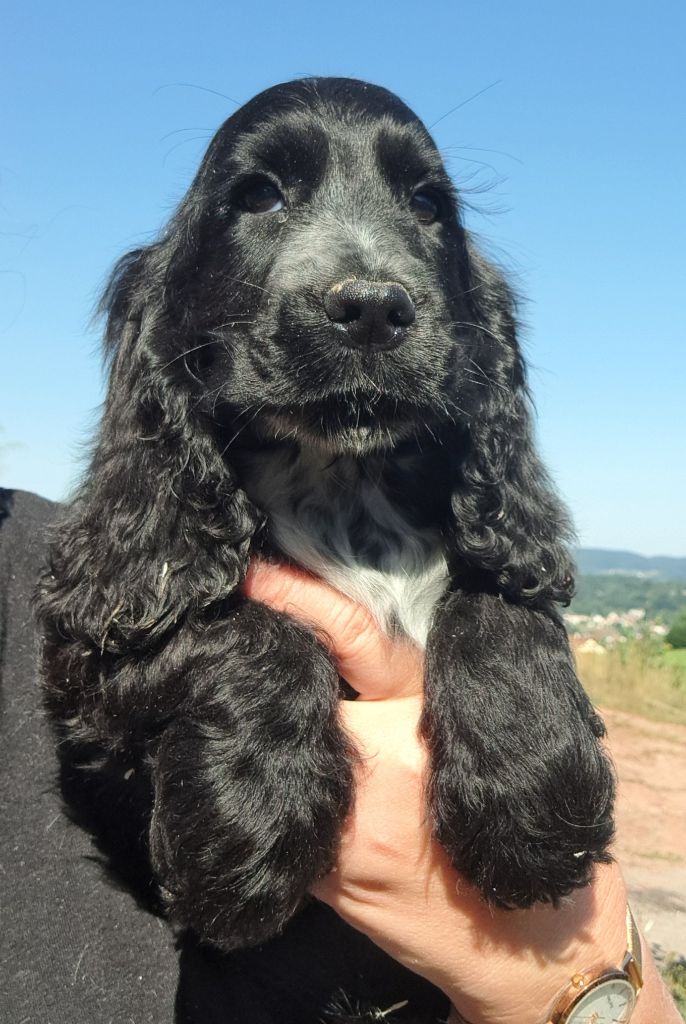 of Mayajoe's Dreams - Chiots disponibles - Cocker Spaniel Anglais