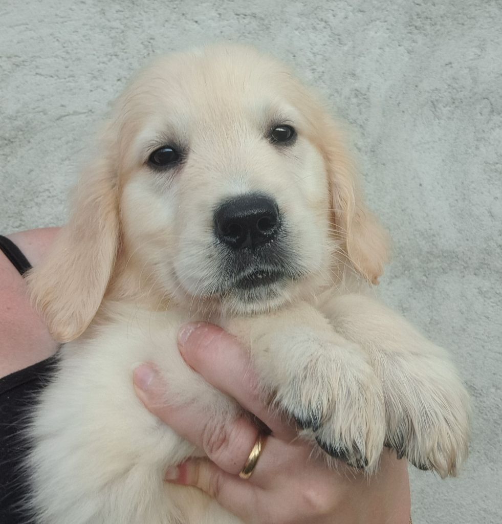 of Mayajoe's Dreams - Chiots disponibles - Golden Retriever