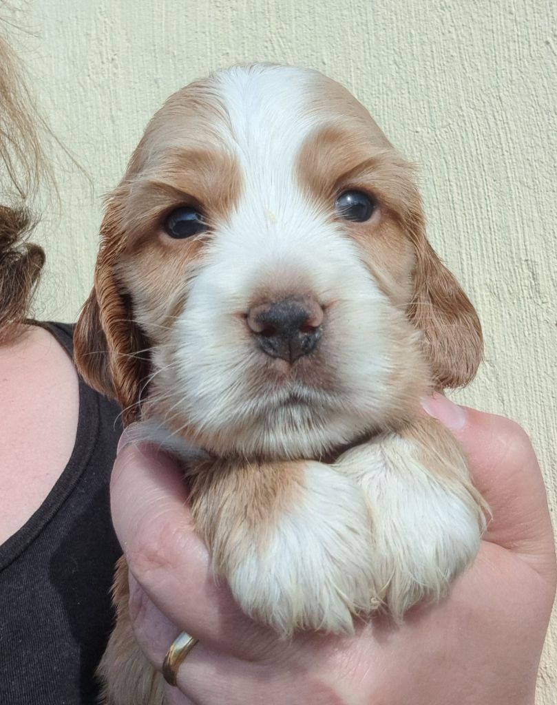 of Mayajoe's Dreams - Chiots disponibles - Cocker Spaniel Anglais