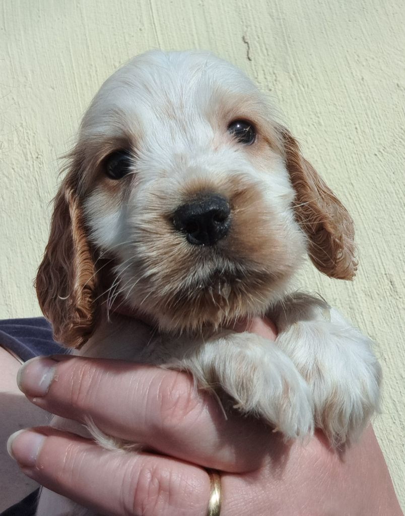 of Mayajoe's Dreams - Chiots disponibles - Cocker Spaniel Anglais