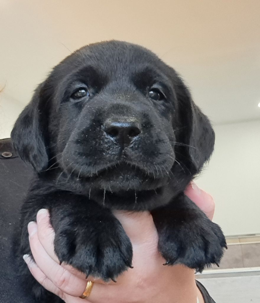 of Mayajoe's Dreams - Chiots disponibles - Labrador Retriever