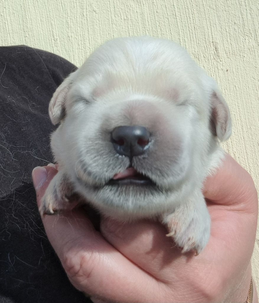of Mayajoe's Dreams - Chiots disponibles - Golden Retriever