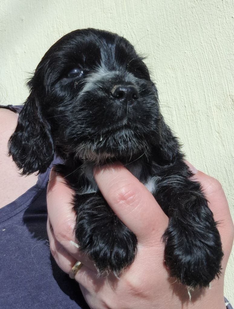 of Mayajoe's Dreams - Chiots disponibles - Cocker Spaniel Anglais