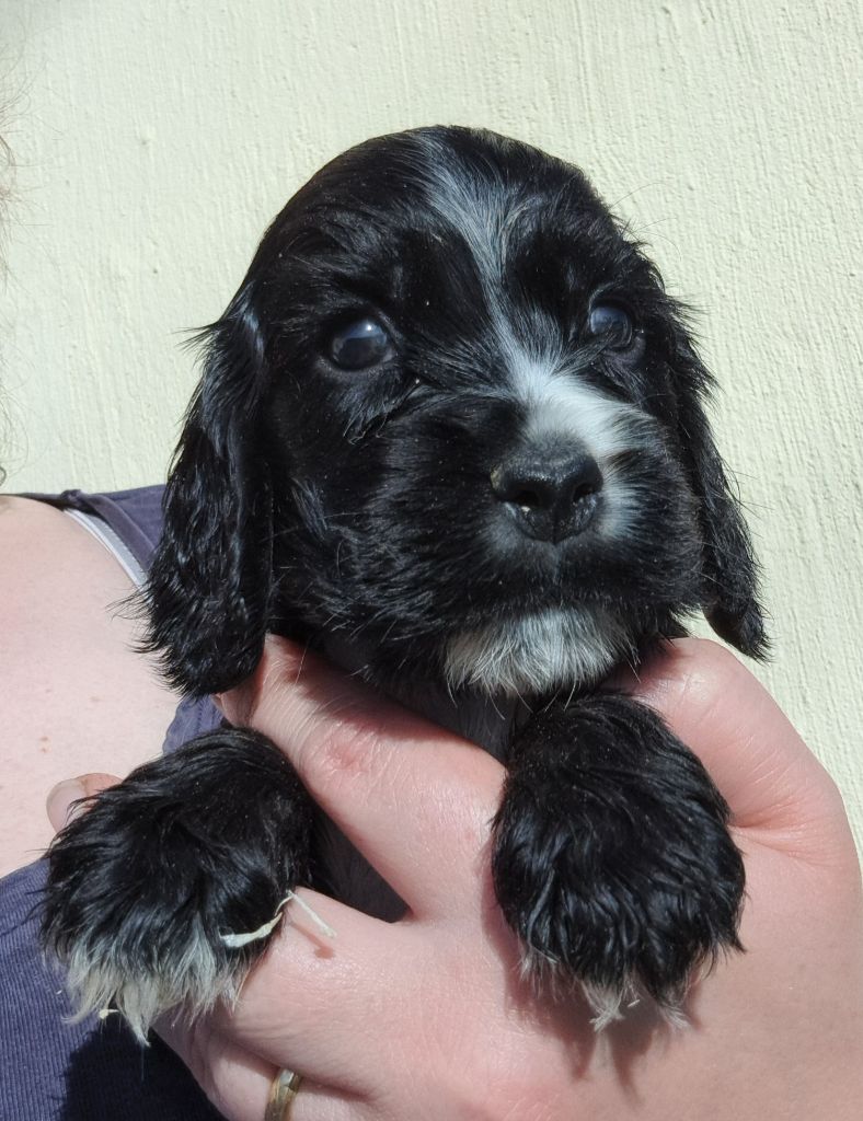 of Mayajoe's Dreams - Chiots disponibles - Cocker Spaniel Anglais
