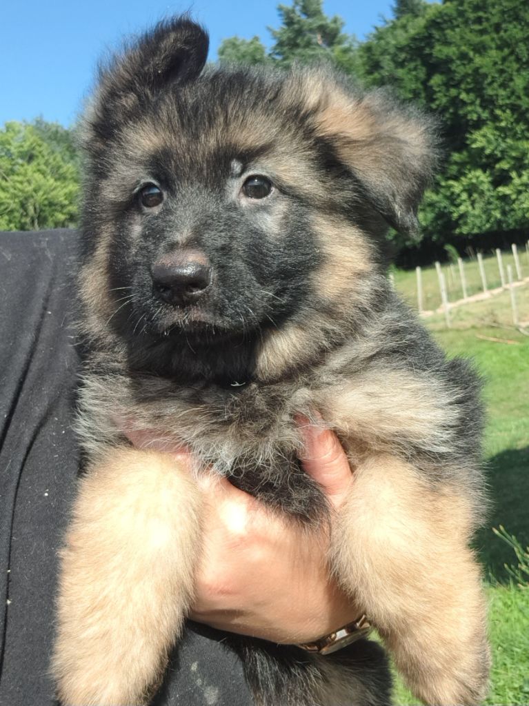 of Mayajoe's Dreams - Chiots disponibles - Berger Allemand Poil Long