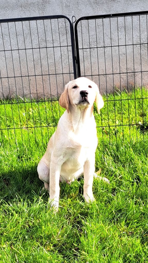of Mayajoe's Dreams - Chiots disponibles - Labrador Retriever