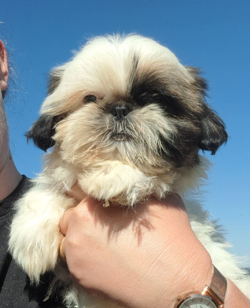 of Mayajoe's Dreams - Chiots disponibles - Shih Tzu