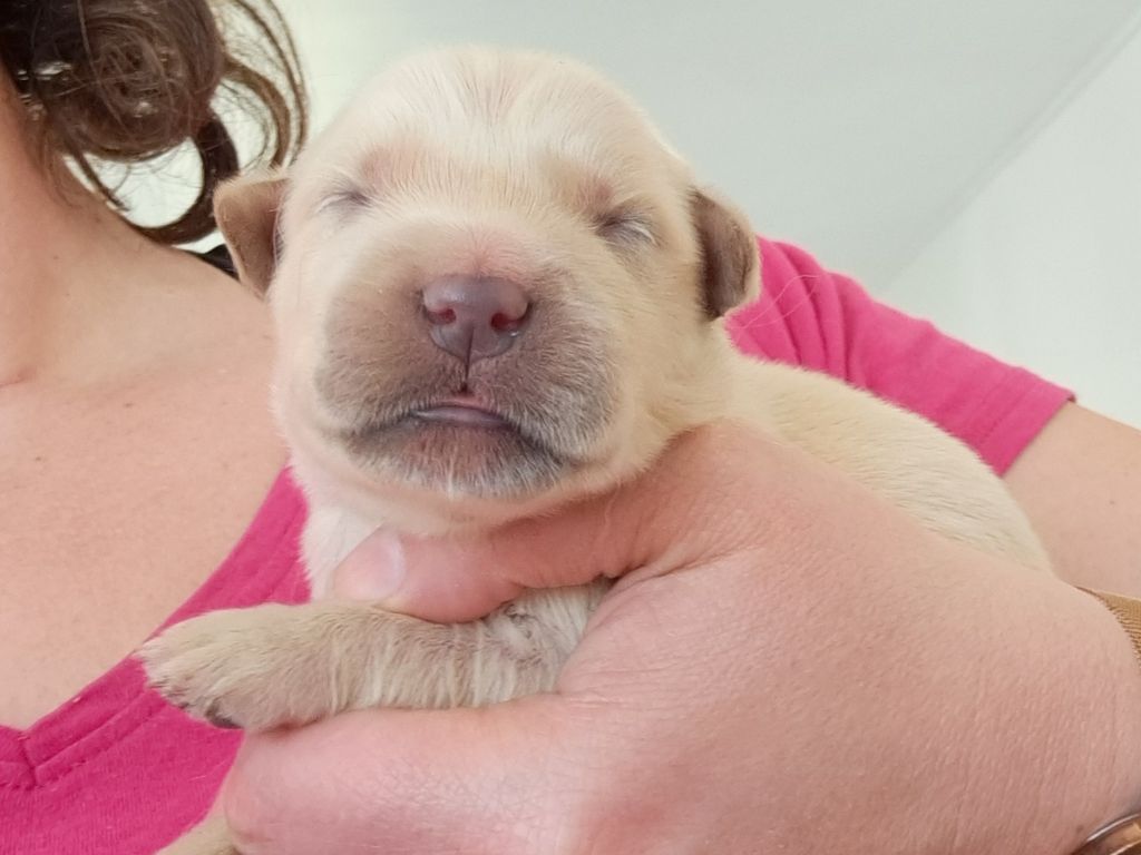 of Mayajoe's Dreams - Chiots disponibles - Golden Retriever