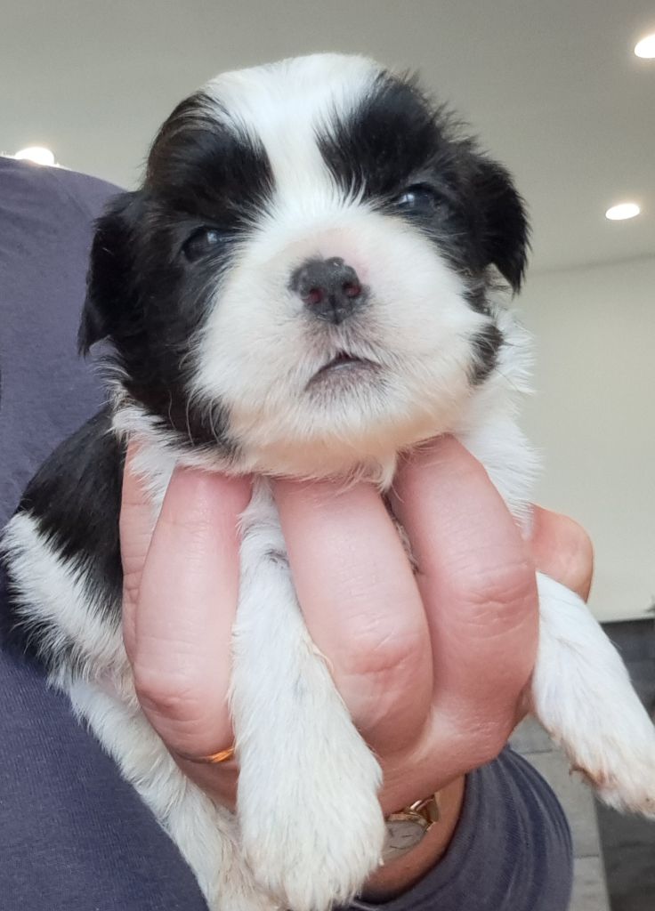of Mayajoe's Dreams - Chiots disponibles - Shih Tzu