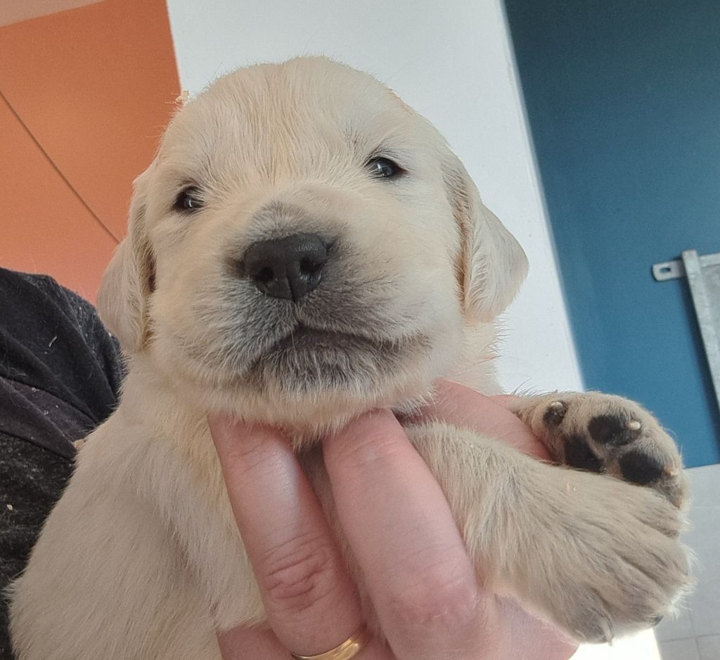 of Mayajoe's Dreams - Chiots disponibles - Golden Retriever