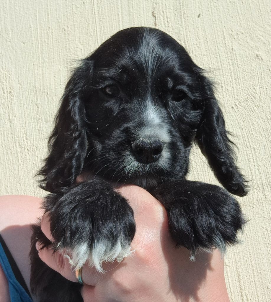 of Mayajoe's Dreams - Chiots disponibles - Cocker Spaniel Anglais