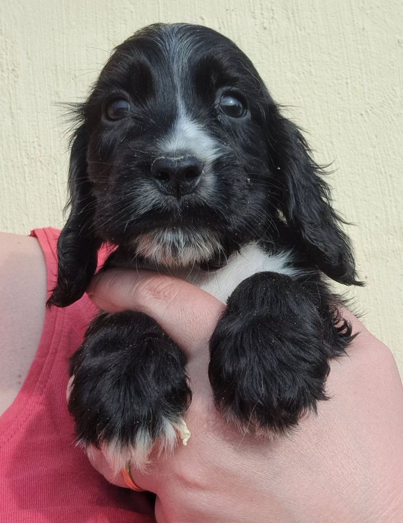 of Mayajoe's Dreams - Chiots disponibles - Cocker Spaniel Anglais