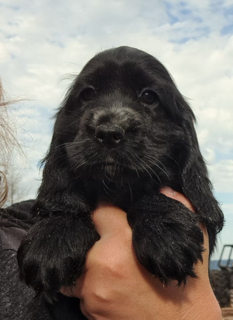 of Mayajoe's Dreams - Chiots disponibles - Cocker Spaniel Anglais