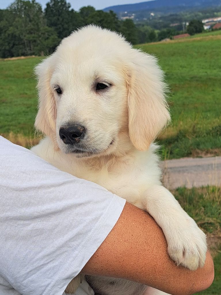 of Mayajoe's Dreams - Chiots disponibles - Golden Retriever