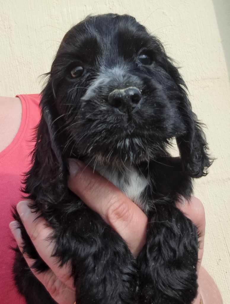 of Mayajoe's Dreams - Chiots disponibles - Cocker Spaniel Anglais