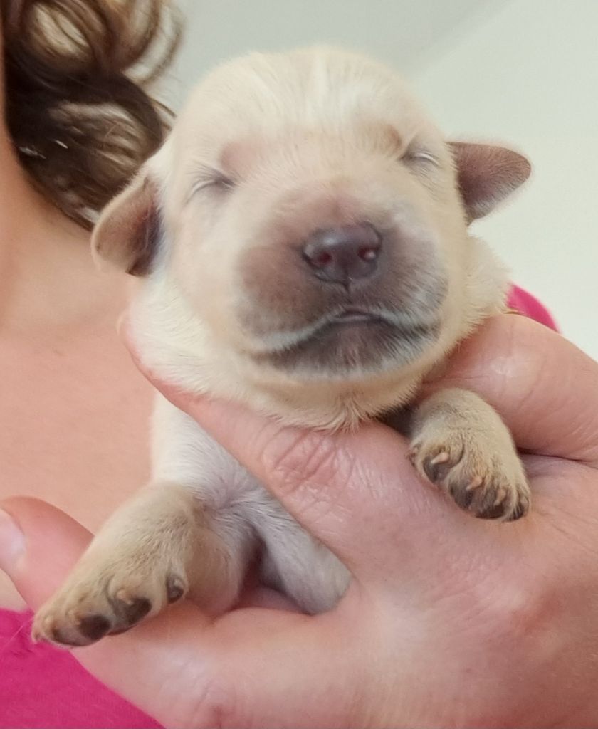 of Mayajoe's Dreams - Chiots disponibles - Golden Retriever