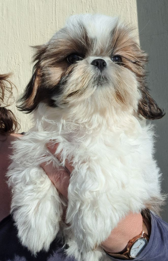 of Mayajoe's Dreams - Chiots disponibles - Shih Tzu