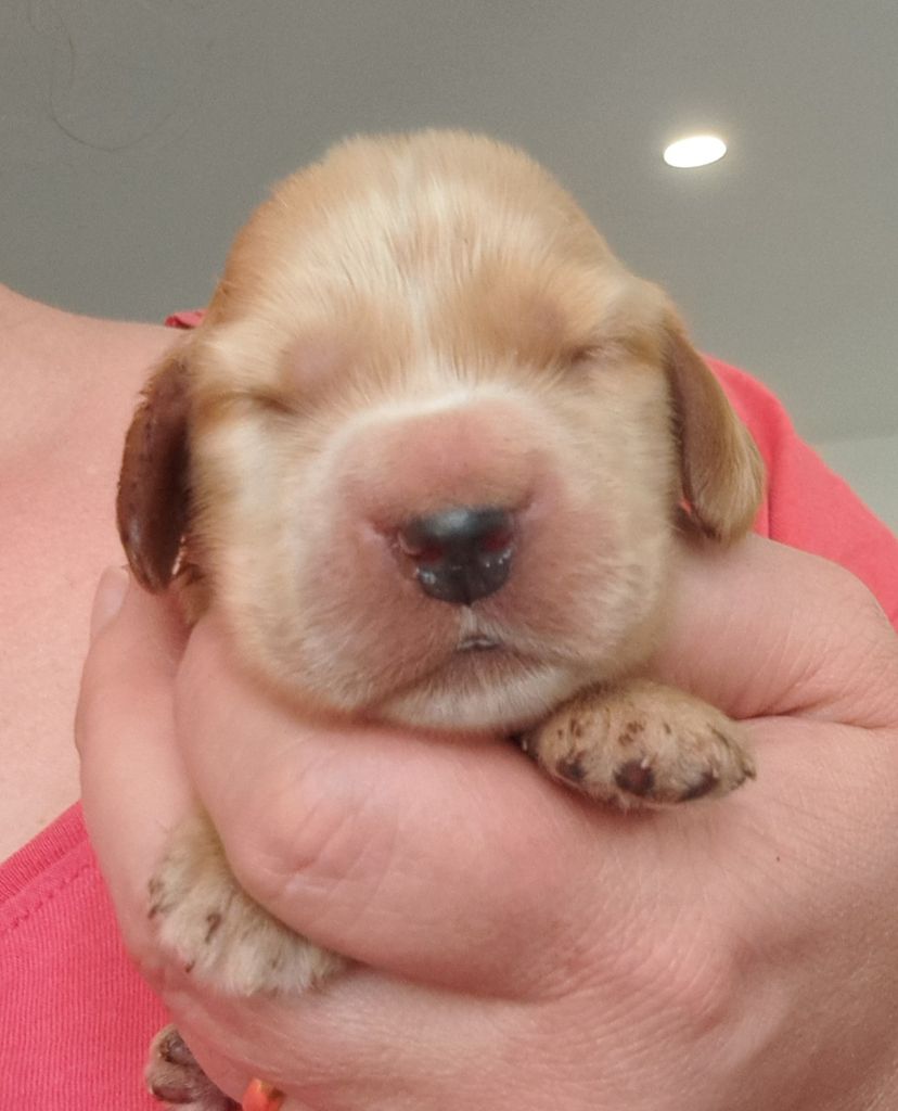 of Mayajoe's Dreams - Chiots disponibles - Cocker Spaniel Anglais