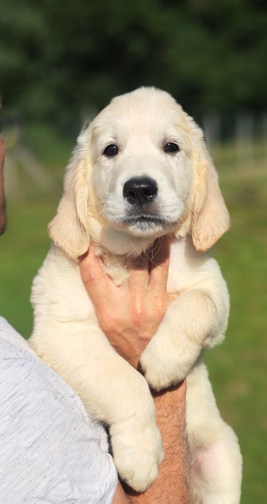 of Mayajoe's Dreams - Chiots disponibles - Golden Retriever