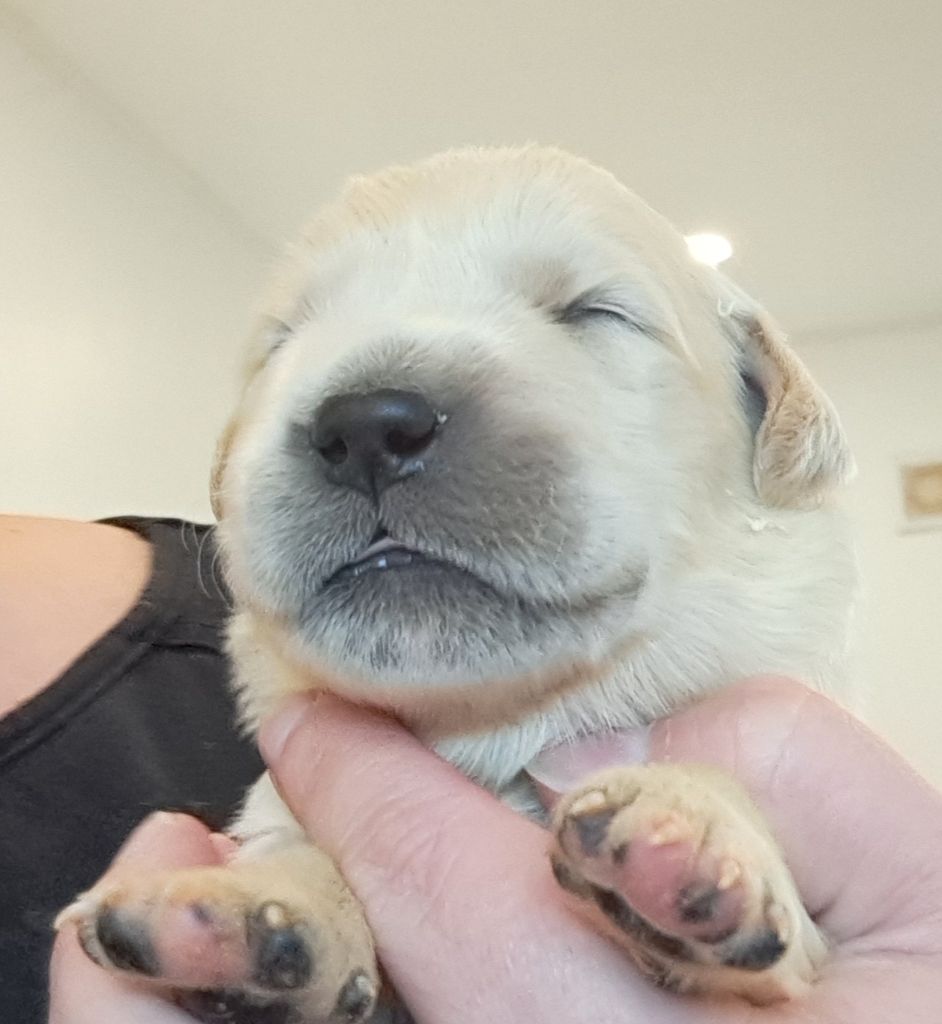 of Mayajoe's Dreams - Chiots disponibles - Golden Retriever