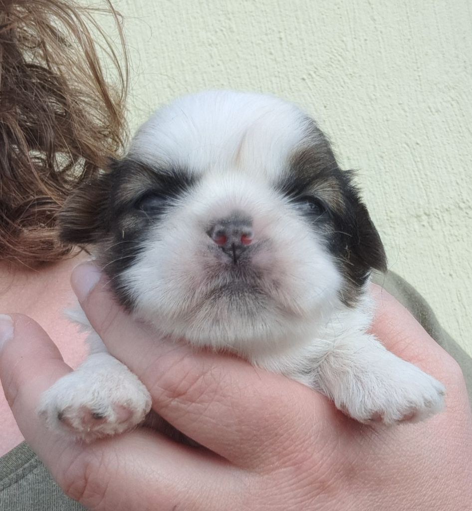 of Mayajoe's Dreams - Chiots disponibles - Shih Tzu