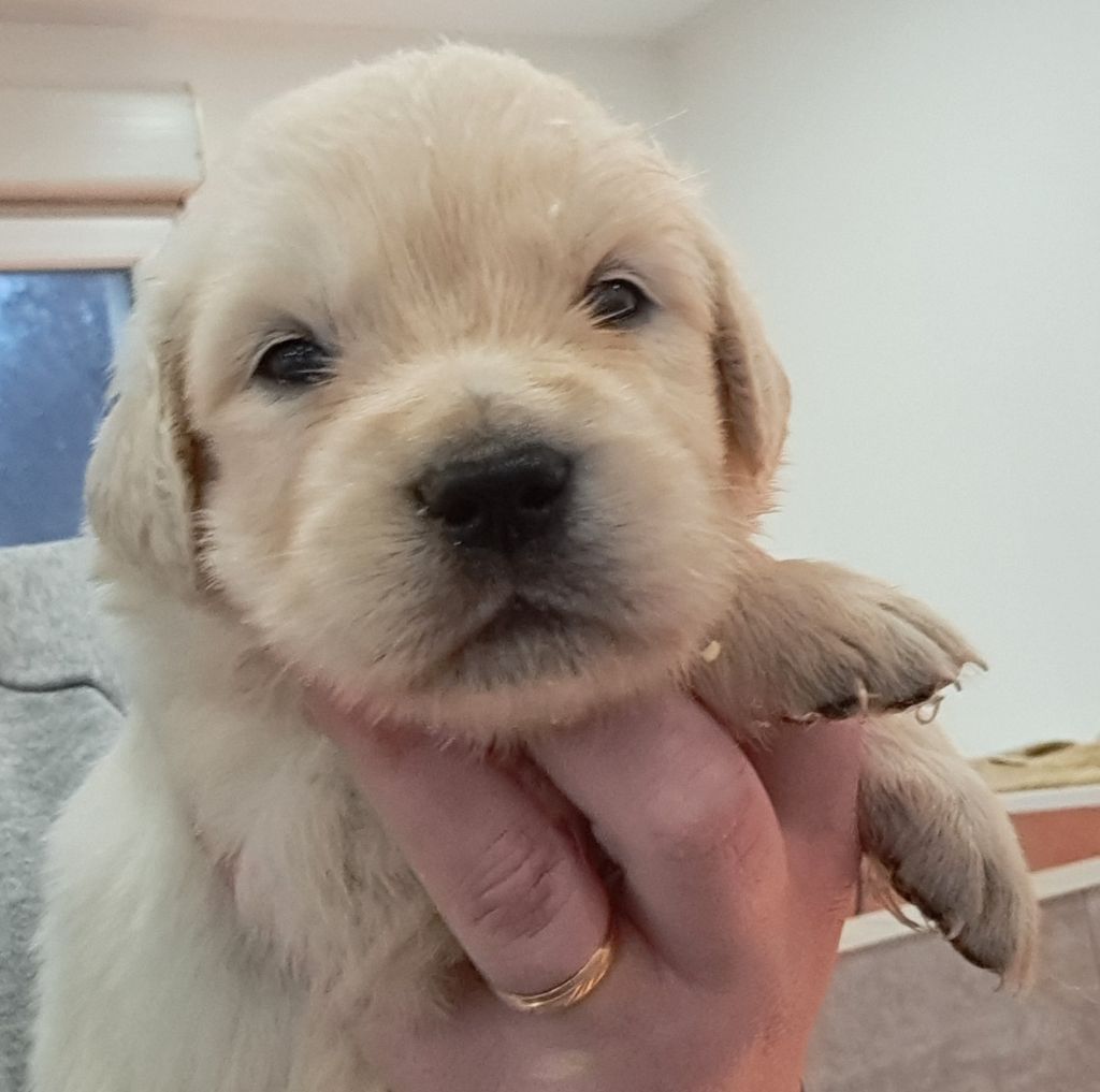 of Mayajoe's Dreams - Chiots disponibles - Golden Retriever