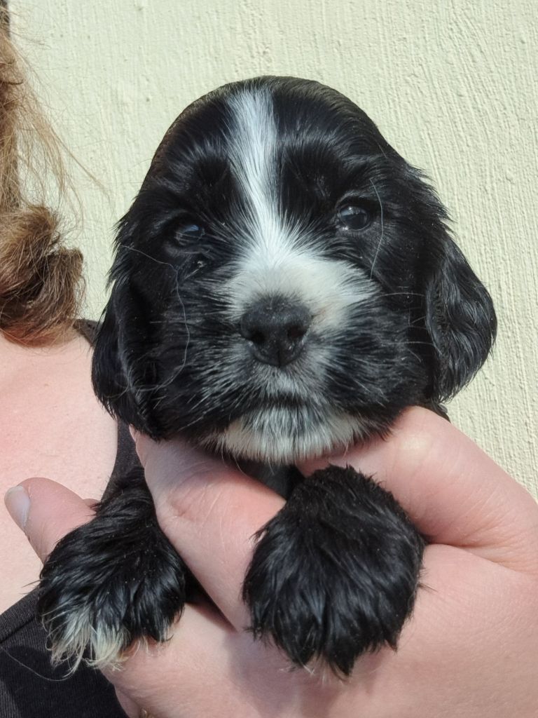 of Mayajoe's Dreams - Chiots disponibles - Cocker Spaniel Anglais