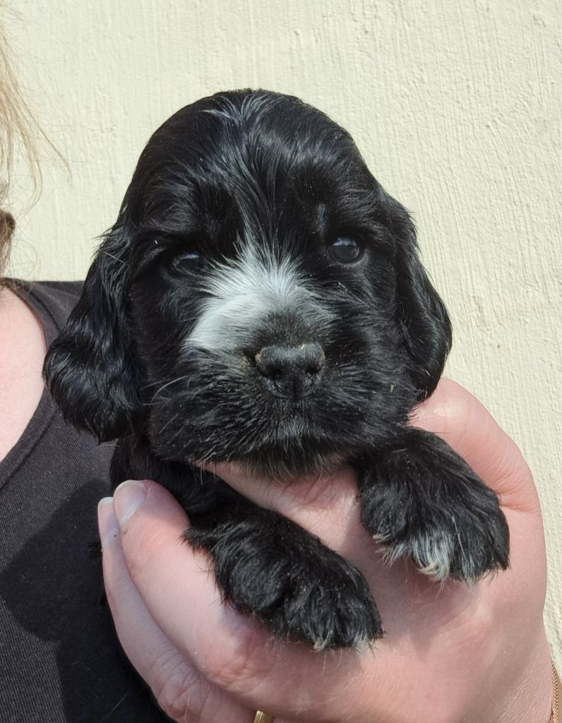of Mayajoe's Dreams - Chiots disponibles - Cocker Spaniel Anglais